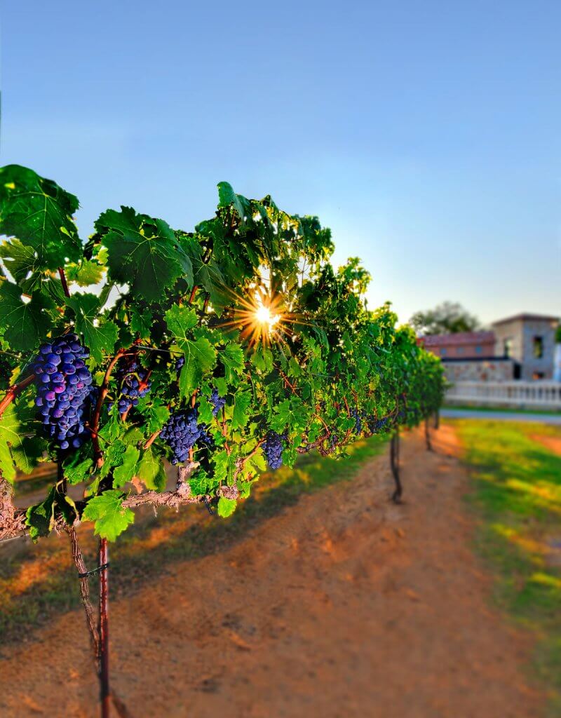 Belong - Grape Creek Vineyards